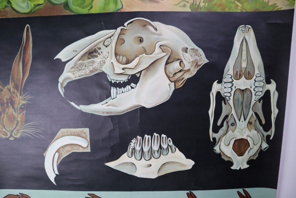 Vintage Wall-School Chart From Jung-Koch-Quentell 1960s Mid-20th century