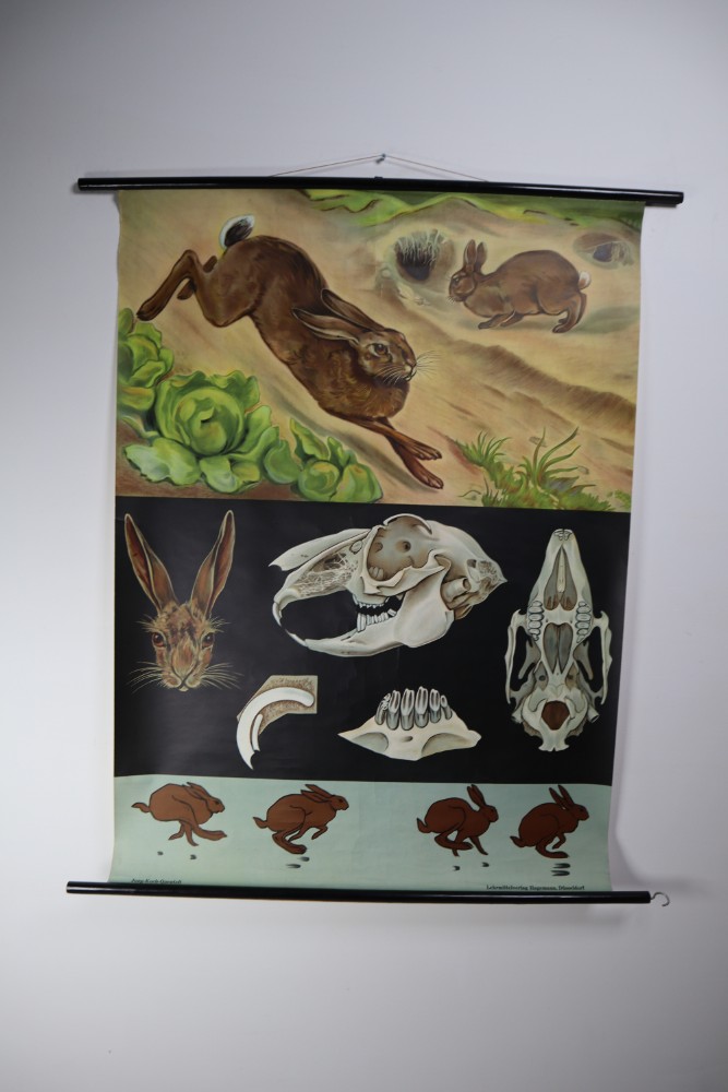 Vintage Wall-School Chart From Jung-Koch-Quentell 1960s Mid-20th century