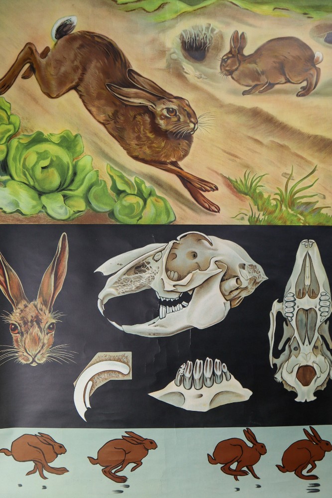 Vintage Wall-School Chart From Jung-Koch-Quentell 1960s Mid-20th century