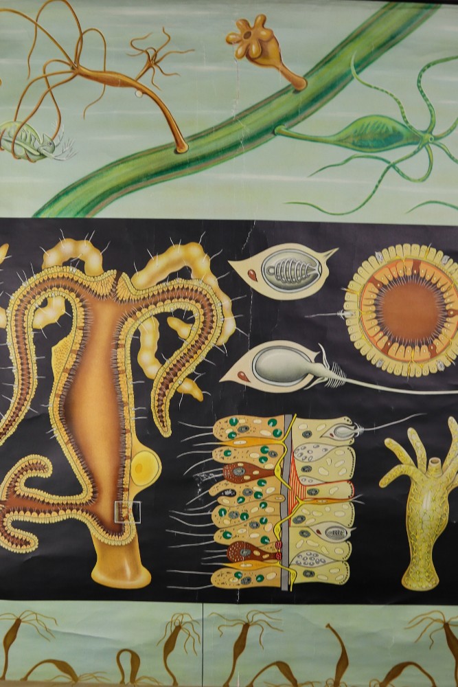 Vintage Wall-School Chart 