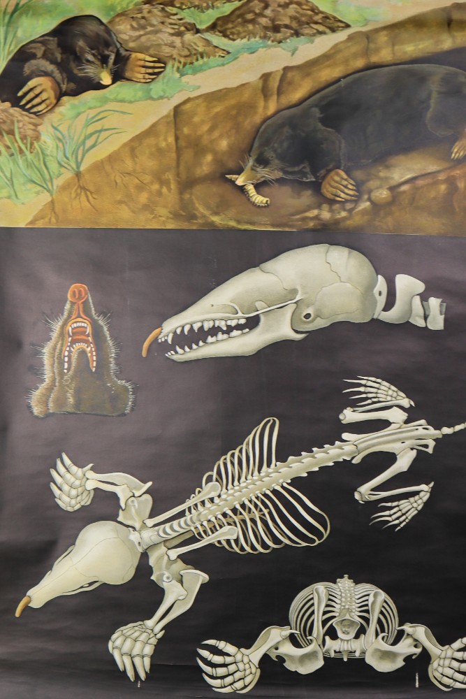 Wall-School Chart From Jung-Koch-Quentell 1960s Mid-20th century