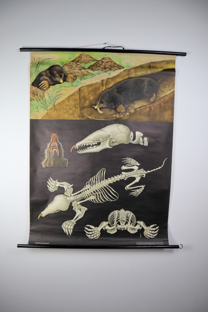 Wall-School Chart From Jung-Koch-Quentell 1960s Mid-20th century