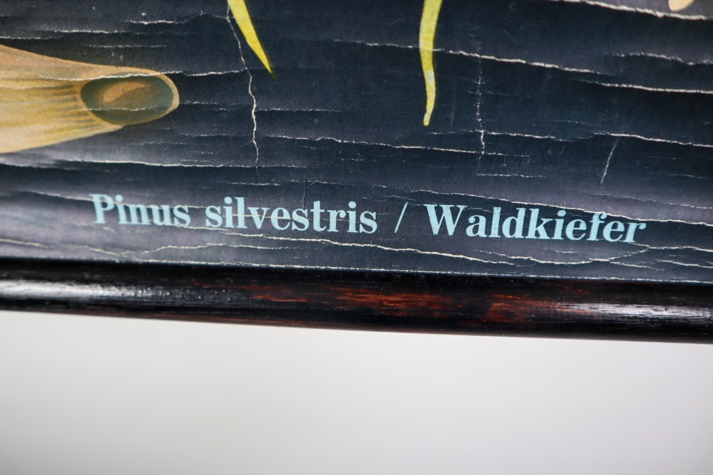 Wall-School Chart From Jung-Koch-Quentell 1960s Mid-20th century