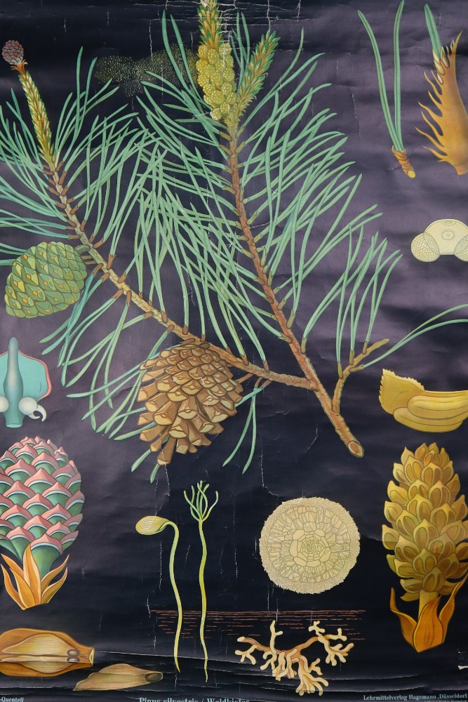 Wall-School Chart From Jung-Koch-Quentell 1960s Mid-20th century