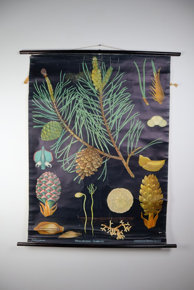 Wall-School Chart From Jung-Koch-Quentell 1960s Mid-20th century