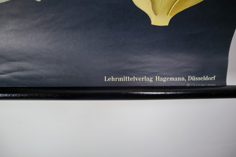 Wall-School Chart From Jung-Koch-Quentell 1960s Mid-20th century