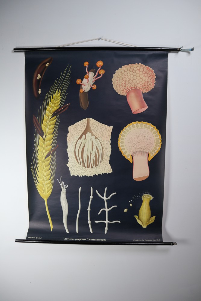 Wall-School Chart From Jung-Koch-Quentell 1960s Mid-20th century