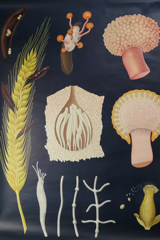 Wall-School Chart From Jung-Koch-Quentell 1960s Mid-20th century